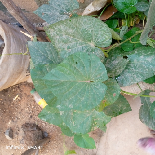 sweet potato