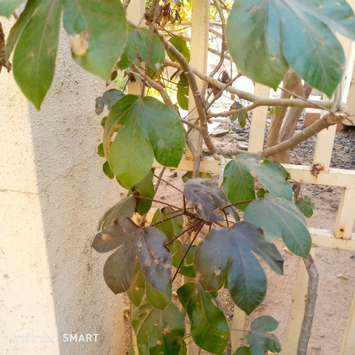 Bellyache Bush