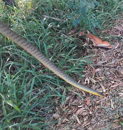 Common Tree Snake sighting