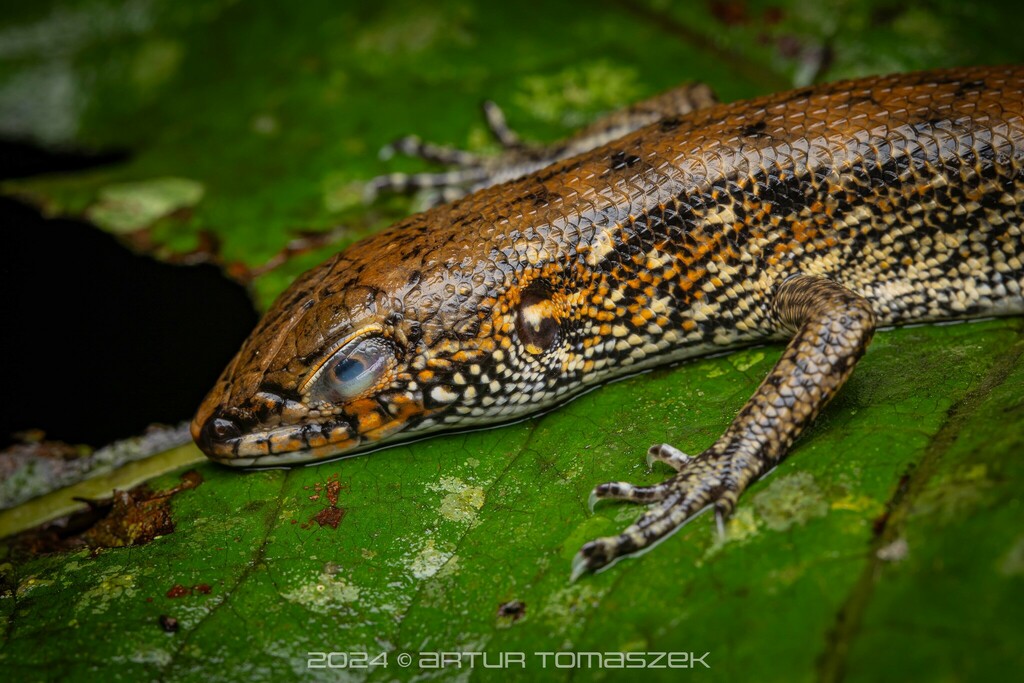 Brook’s Keeled Skink