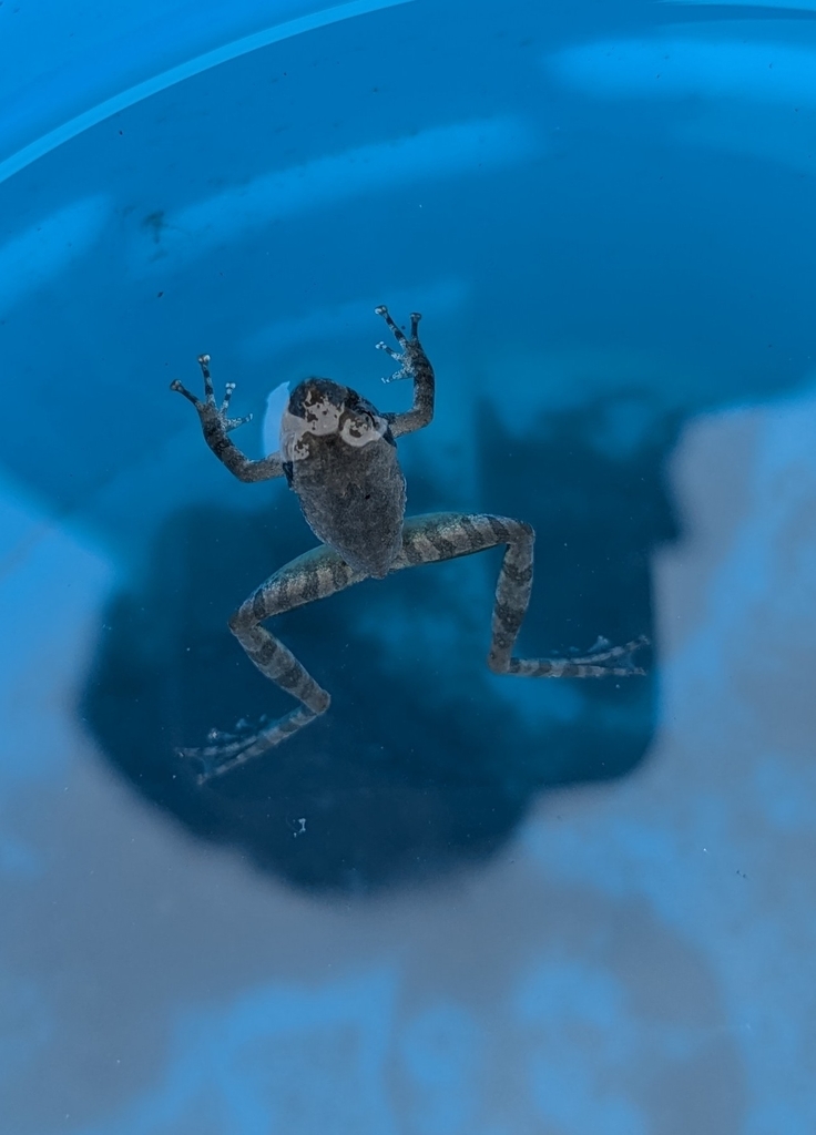 Stream Tree Frog Ota's stream tree frog from 963台灣台東縣太麻里鄉1 on December 31, 2024 at 01:04 ...