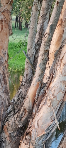 Common Tree Snake sighting
