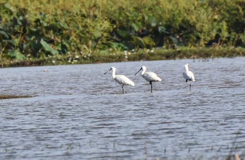 Black-faced Spoonbill