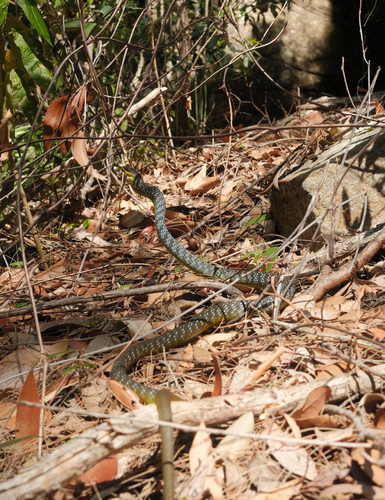 Common Tree Snake sighting