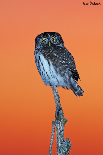 Glaucidium passerinum