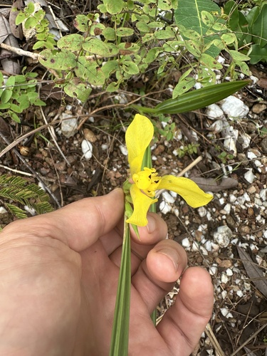 Cipura xanthomelas