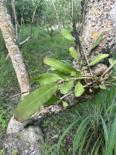 Epiphyllum phyllanthus