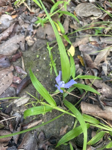 Cipura paludosa