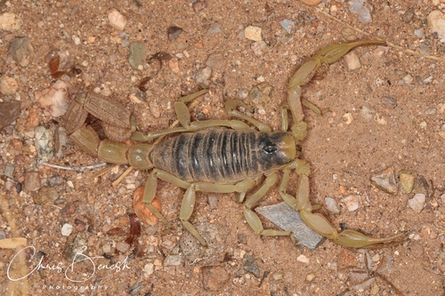 Desert Hairy Scorpion