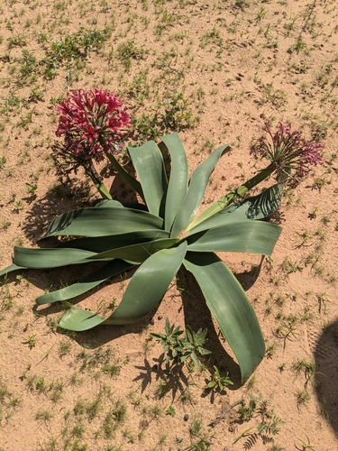Ground lily