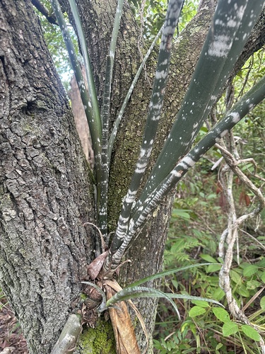 Billbergia porteana
