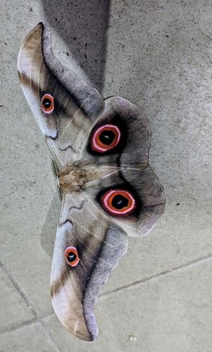 Lobobunaea phaedusa