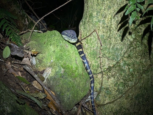 Coastal Carpet Python sighting