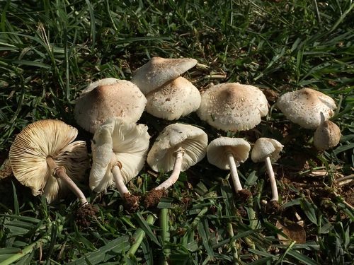 Chlorophyllum hortense