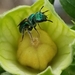 Aztec Sweat Bee - Photo (c) Candi Welliver, all rights reserved, uploaded by Candi Welliver