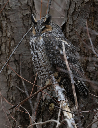 Long-eared Owl
