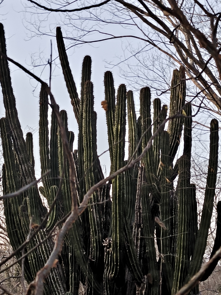 Indian Comb from 82940 Sin., México on January 5, 2025 at 05:46 PM by ...