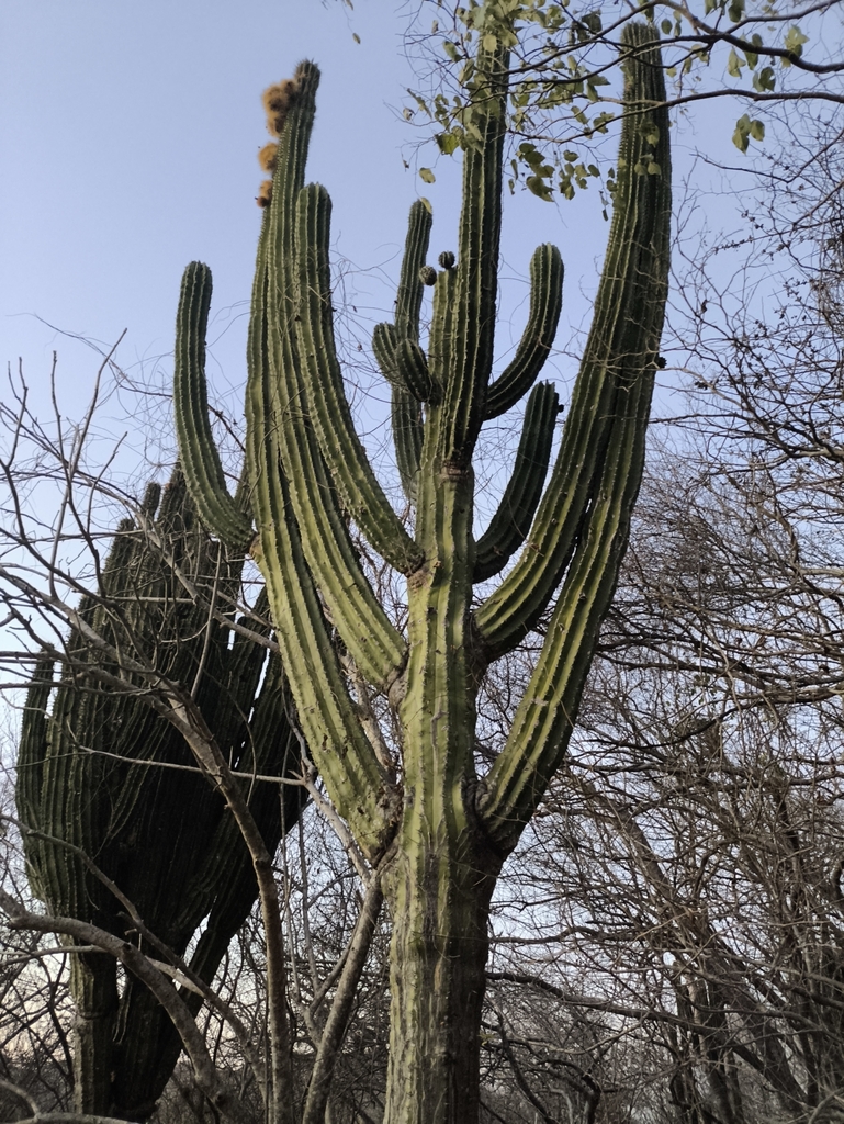 Indian Comb from 82940 Sin., México on January 5, 2025 at 05:45 PM by ...