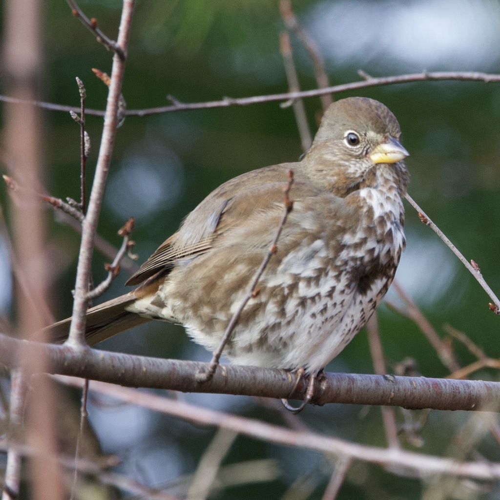 Rand Rudland Fox Sparrow from Cross Rock & little Africa, Gibsons, BC, Canada on ...