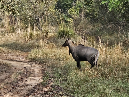 Nilgai