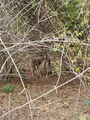 Chital