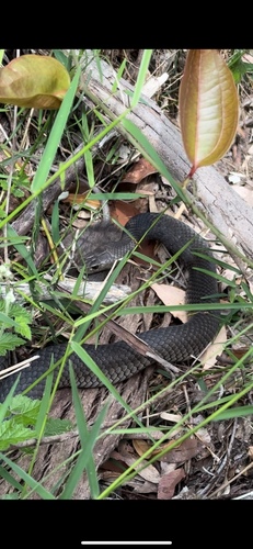 Eastern Brown Snake sighting
