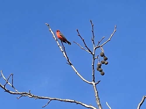 iNaturalist observation photo of Vermilion Flycatcher