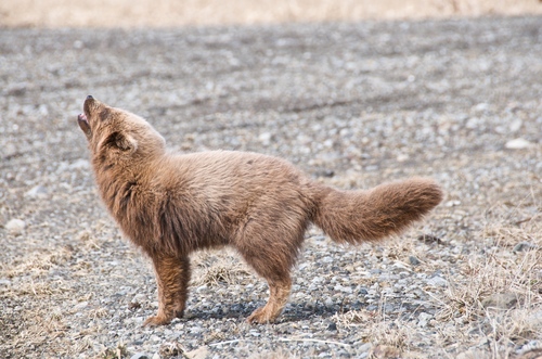 Arctic Fox