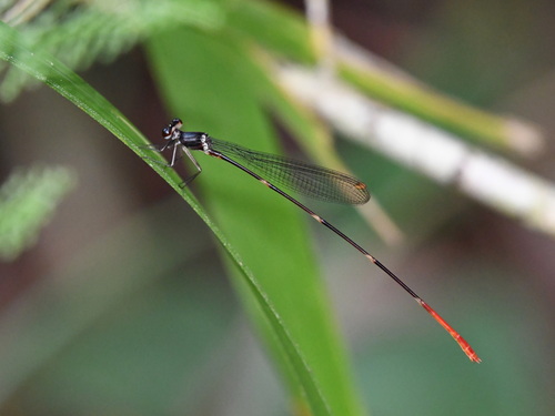Risiocnemis moroensis