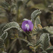 Astragalus geminiflorus - Photo (c) Esteban Suárez, all rights reserved, uploaded by Esteban Suárez