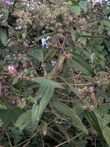 Osbeckia wynaadensis