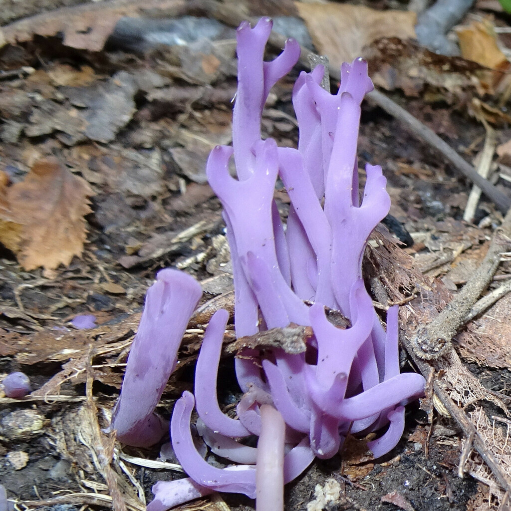 violet coral fungus (Clavaria zollingeri) · iNaturalist