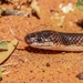 Yellow-naped Snake - Photo (c) Weston Campbell, all rights reserved, uploaded by Weston Campbell