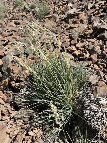 Poa holciformis
