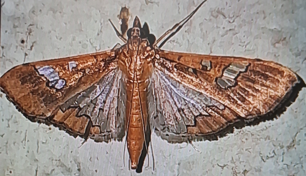 Maruka Insect Maruca from XPPF+W2F, Ezhukone, Kerala 691505, India on January 6, 2025 ...