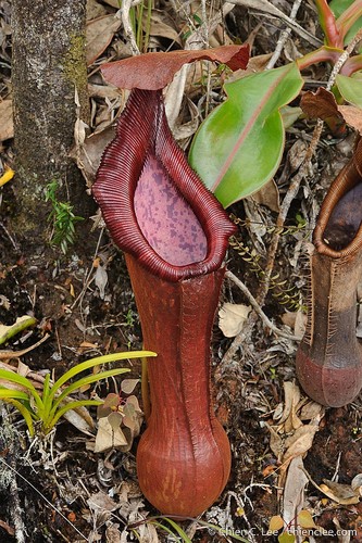 Nepenthes pulchra