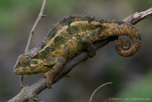 Coarse Chameleon