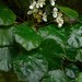 Begonia speluncae - Photo (c) Chien Lee, todos los derechos reservados, subido por Chien Lee