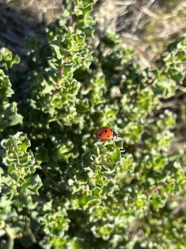 iNaturalist observation photo of Seven-spotted Lady Beetle