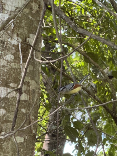 Rufous-margined Antwren