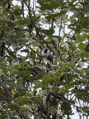 Polioptila plumbea atricapilla