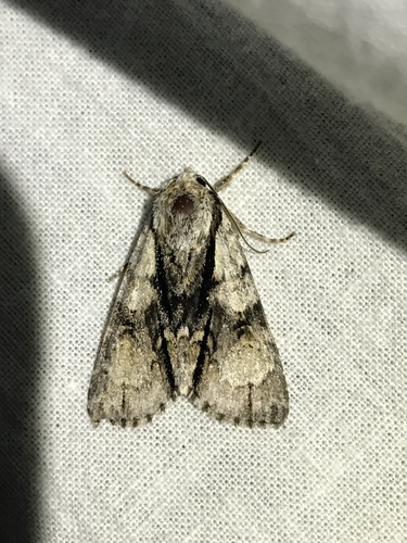 Alder Moth