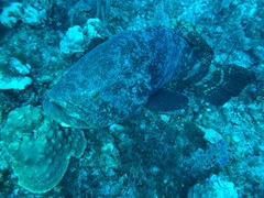 Goliath grouper