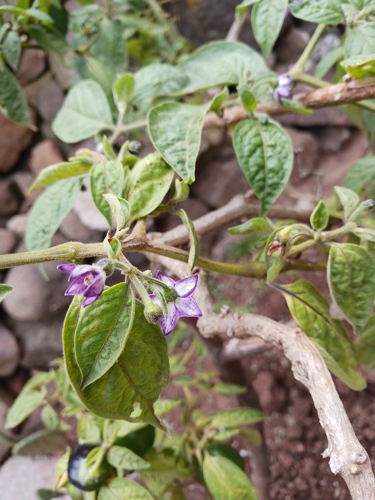 tree pepper from LAGUNA DE SERVIN, 76875 Laguna de Servín, Qro., México ...