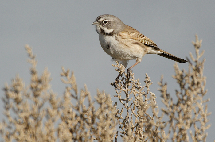 Bell's Sparrow photo
