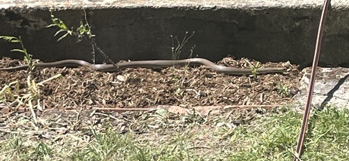 Eastern Brown Snake sighting