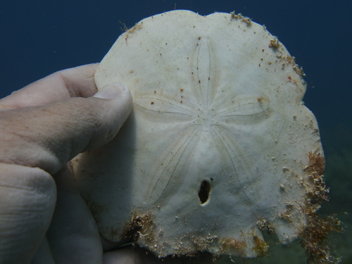 taxonomy_inaturalist image for Encope michelini