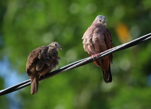 Ruddy Ground Dove
