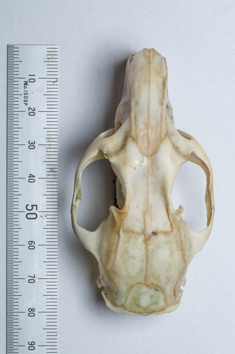Subalpine Woolly Rat (Mallomys istapantap) — Least Concern Mammalia