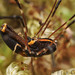Enantiobuninae - Photo (c) Erin Powell, all rights reserved, uploaded by Erin Powell